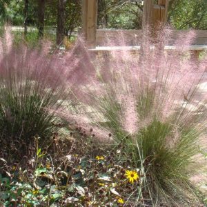 Figure 11. Native plant muhly grass.