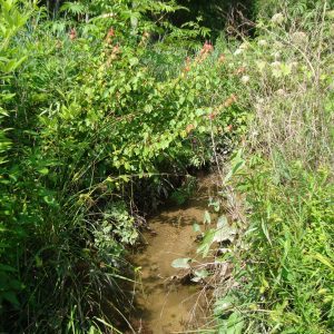 Figure 12. A healthy vegetated riparian buffer provides stream bank protection.