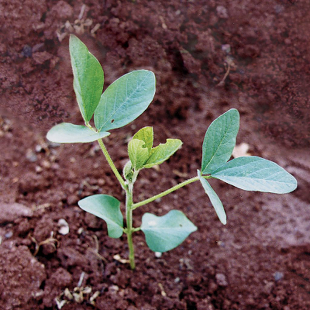 How a Soybean Plant Develops Alabama Cooperative Extension System