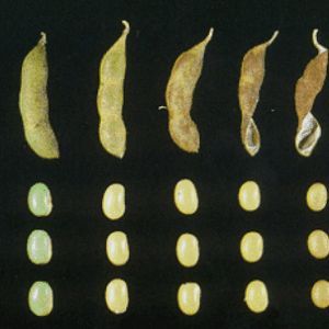 Figure 7. Mature seed (R7-R8)