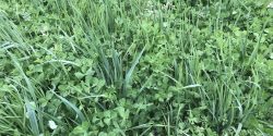 A clover mixture cover crop