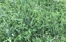 A clover mixture cover crop