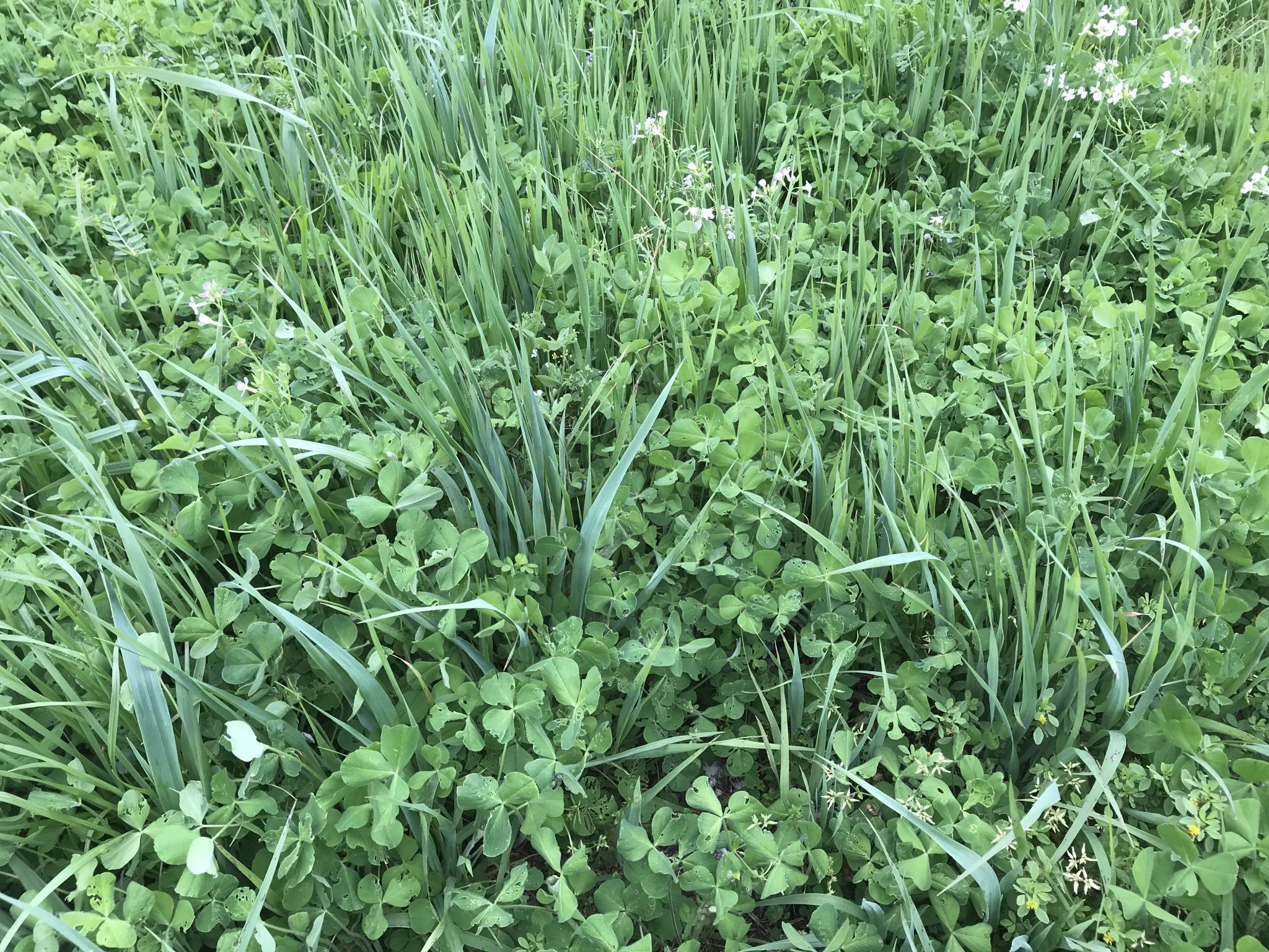 A clover mixture cover crop