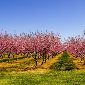 Peach orchard in bloom with pink flowers in the springtime.