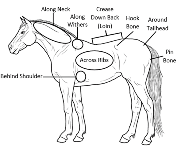 Figure 1. Areas of reference for body condition scoring Adapted from Henneke et al. (1983); Lineart by eduscia on deviantart.com
