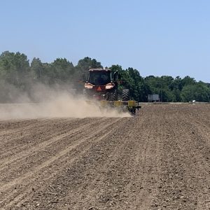 planting peanut variety trials in Dallas County