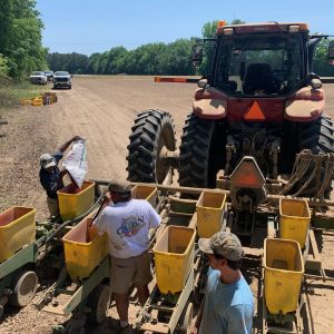 filling the planter with peanut seed for an on-farm variety trial