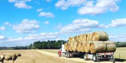 round bales of hay on an 18-wheeler trailer