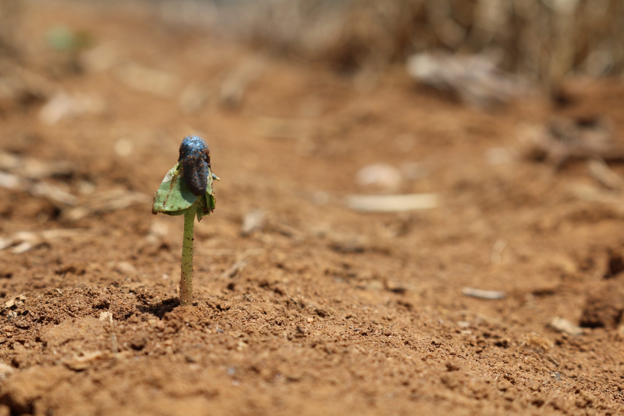 cotton seed sprouting with the blue seed coating still attached to the cotyledon leaves