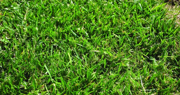 Planting a New Tall Fescue Stand? a Guide to Commercially Available Tall Fescue Varieties