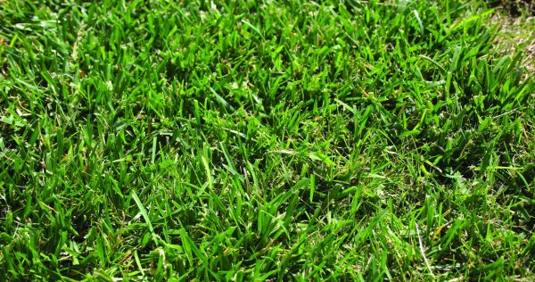 Planting a New Tall Fescue Stand? a Guide to Commercially Available Tall  Fescue Varieties