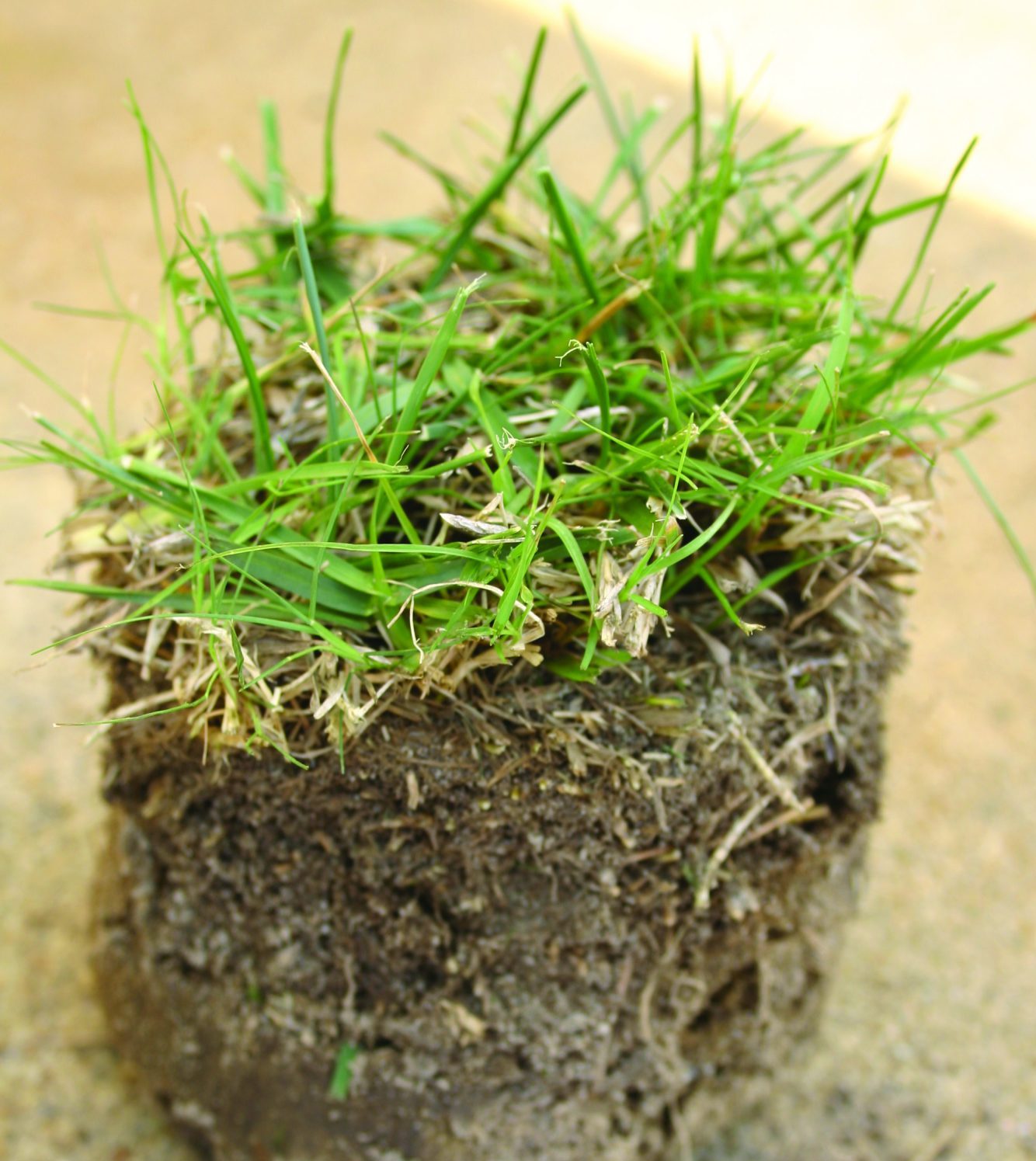 Tall Fescue Lawns Alabama Cooperative Extension System