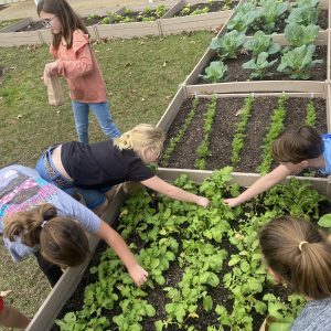Students at Monroe Academy youth work in the garden and share their produce with the local community.