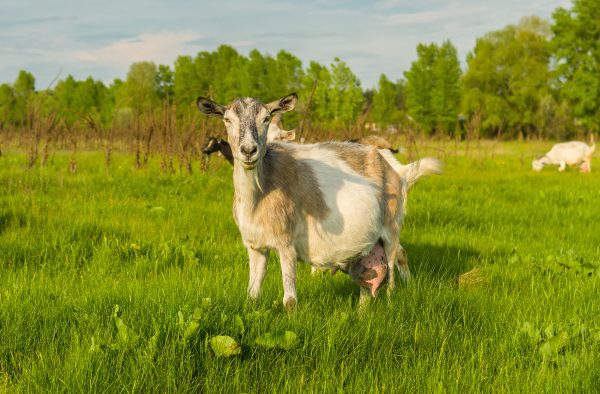 Doe with poor conformation of the udder and teats and/or with mastitis.