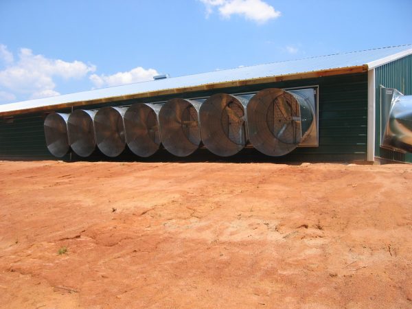 Chicken house exhaust fans