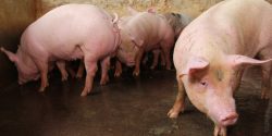 commercial swine, pig breeding