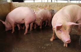 commercial swine, pig breeding