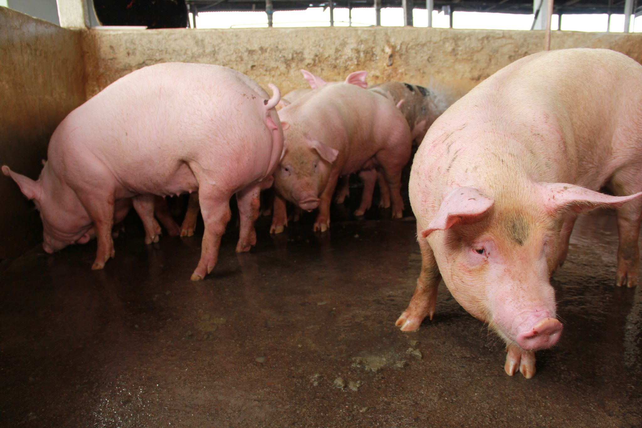 Artificial Insemination in Swine: Breeding the Female - Alabama Cooperative  Extension System