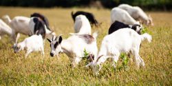 goat herd grazing; breeding stock selection