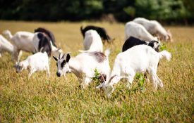 goat herd grazing; breeding stock selection