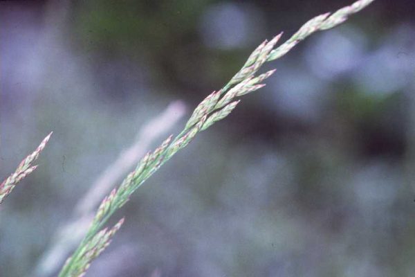 Tall Fescue Lawns - Alabama Cooperative Extension System