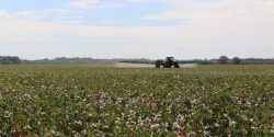 spraying cotton