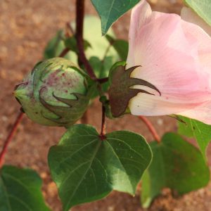 cotton boll and cotton bloom