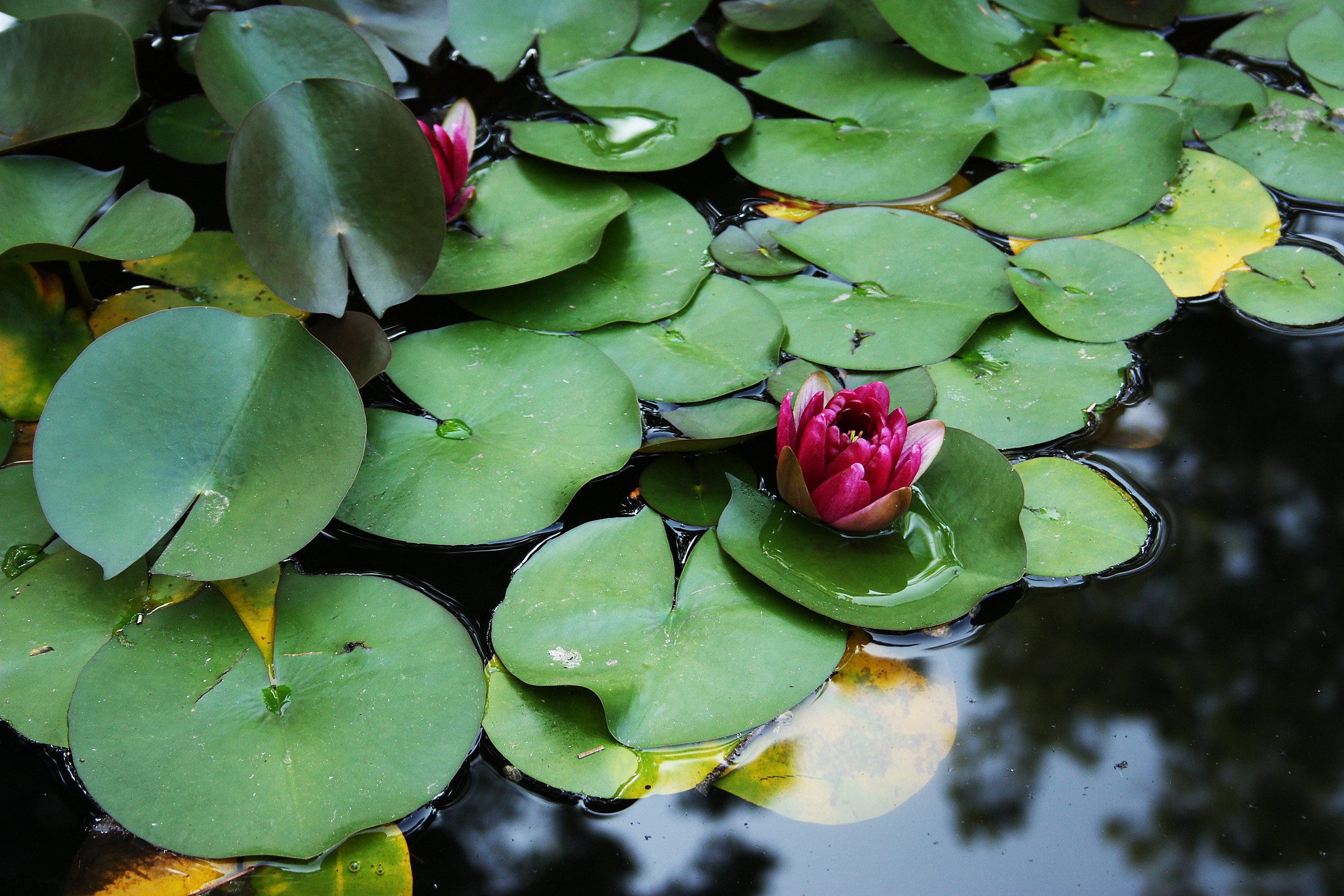 Lily pads on a pond