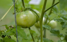 green tomatoes on a tomato plant