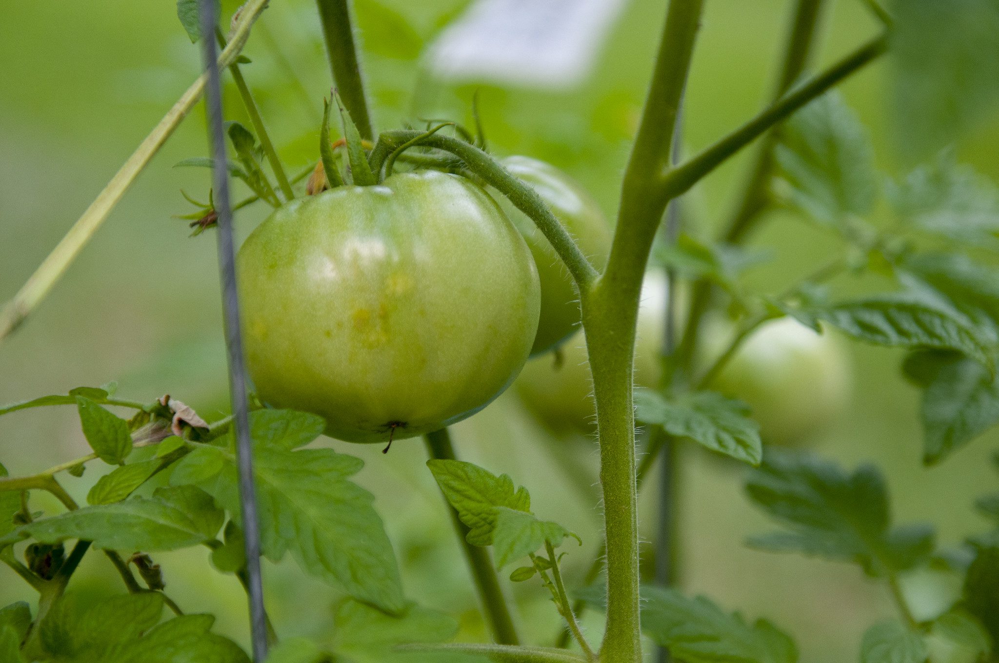 green tomatoes on a tomato plant