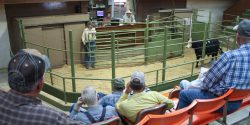 cattle auction