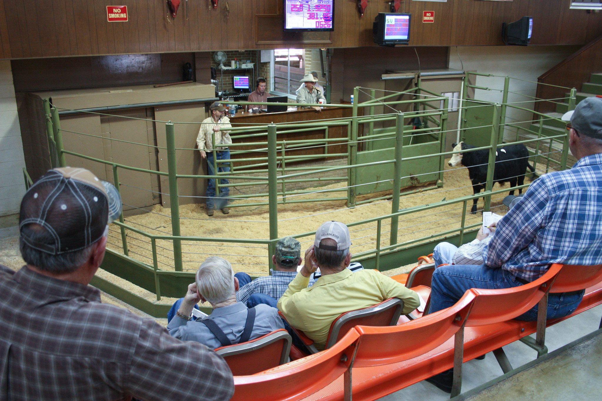cattle auction