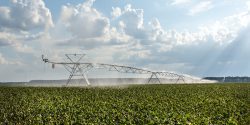 Center pivot irrigation in a cotton field during bloom in a period of intense heat