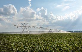Center pivot irrigation in a cotton field during bloom in a period of intense heat