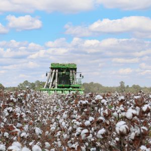 cotton picker in a field of defoliated cotton