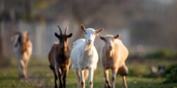 goats runnung in field
