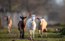 goats runnung in field