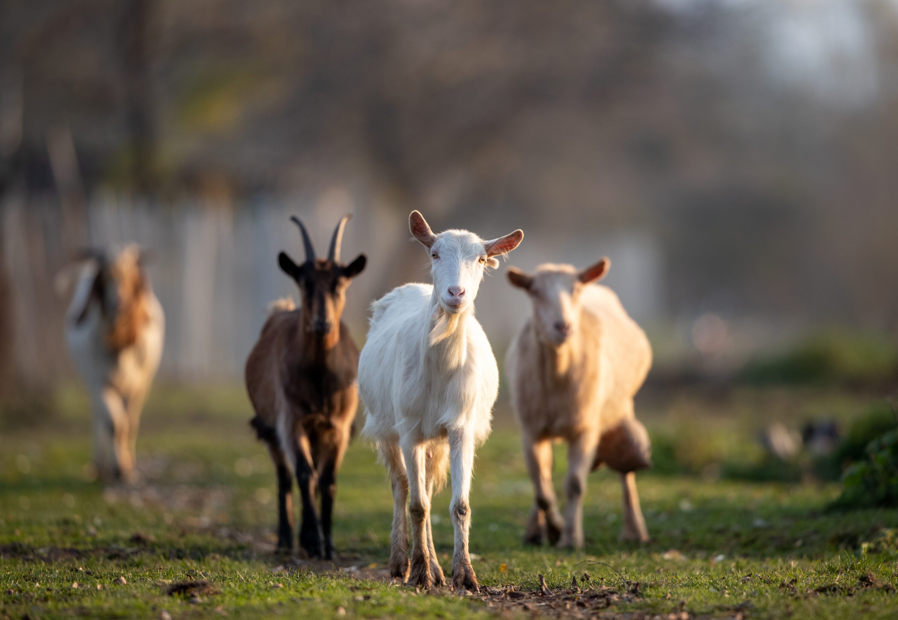 goats runnung in field