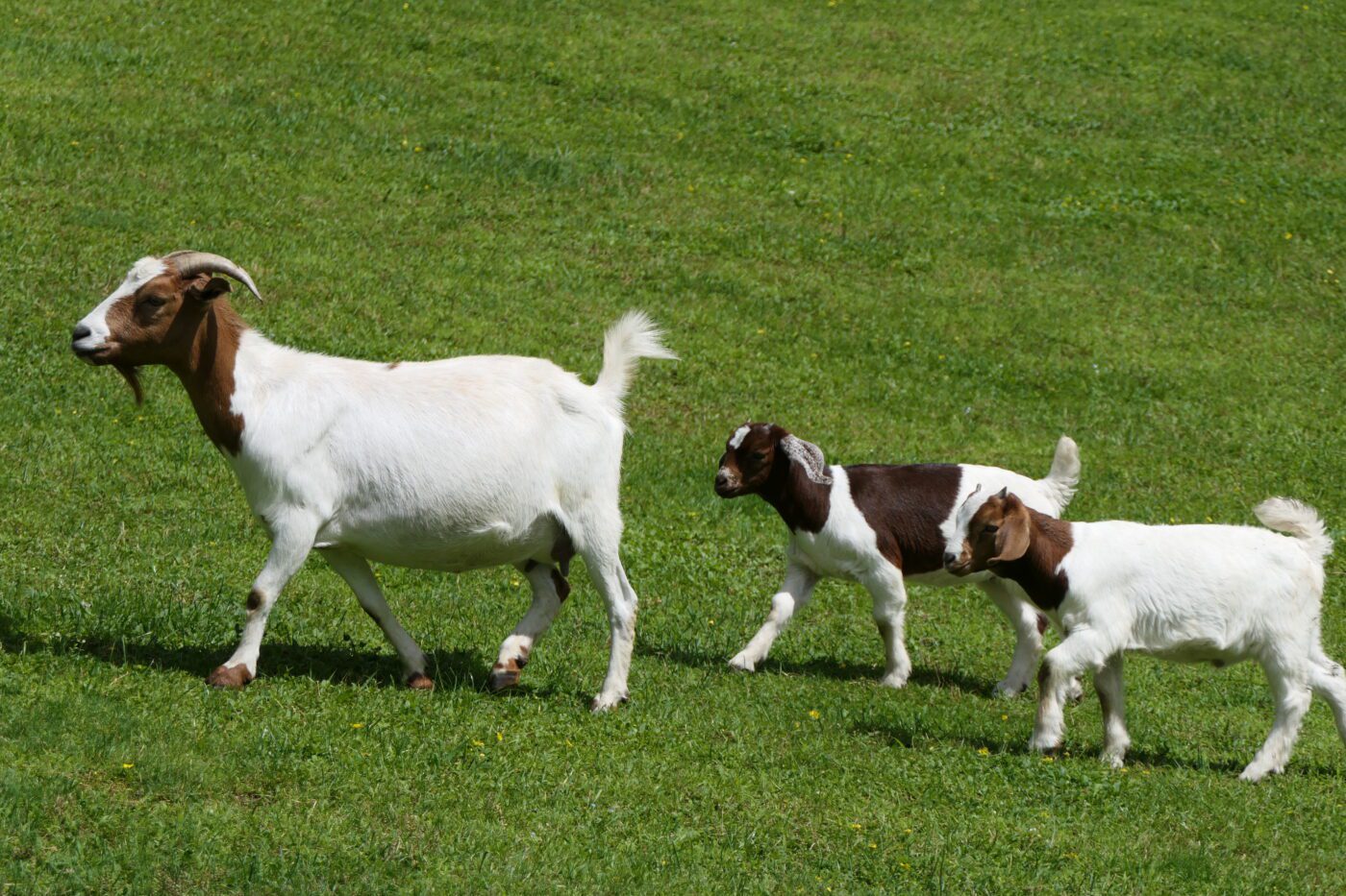doe and kids