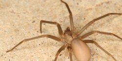 brown recluse spider on floor