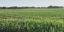 corn field with plants in the tasseling stage