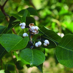 A single Chinese tallowtree can produce more than 100,000 seeds. Seeds are spread by birds and water. Tallowtree also sprouts aggressively from cut stumps and roots.