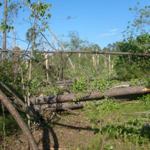 Figure 1. Fallen trees blocking a road.