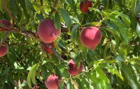 ‘CaroRes Wonder’ peaches