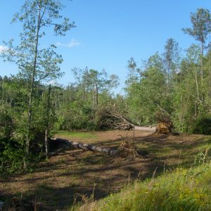 Figure 3. Uprooted trees as a result of storm damage.