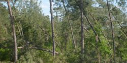 Figure 4. Severely bent and leaning trees as a result of storm damage.