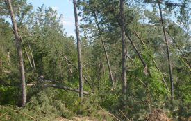 Figure 4. Severely bent and leaning trees as a result of storm damage.