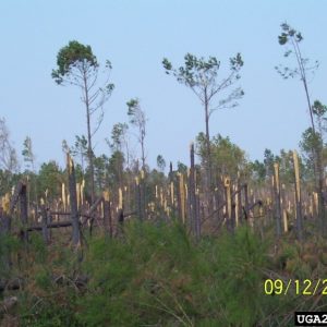 Figure 6. The trees left standing in this photo could be retained and monitored for beetles. (Photo credit: Ricky Layson, Ricky Layson Photography, Bugwood.org)