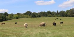 grazing cattle in a pasture during the summer