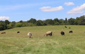 grazing cattle in a pasture during the summer